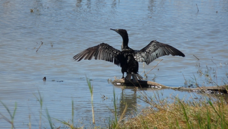 Kormoran